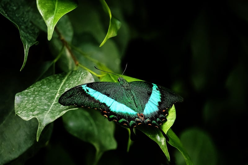 Nature-inspired Crafts
